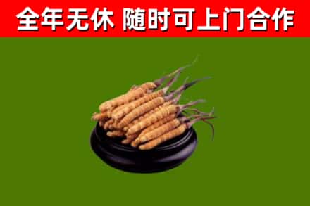 金东烟酒回收冬虫夏草.jpg
